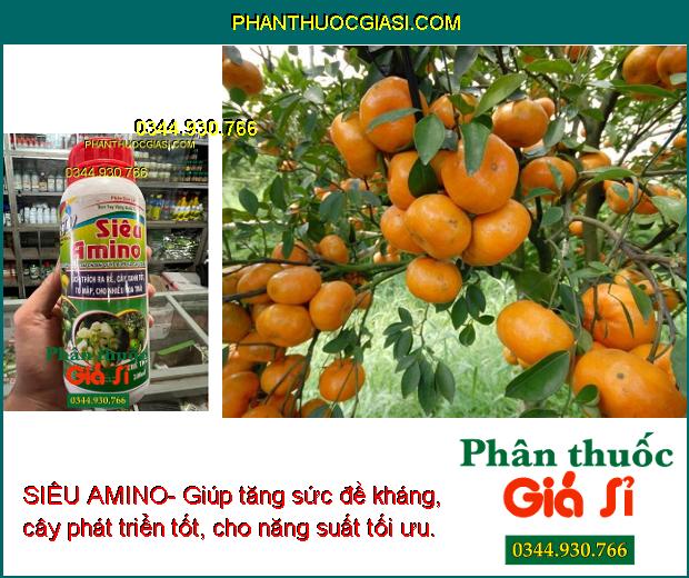 SIÊU AMINO- Kích Thích Ra Rễ - Cây Xanh Tốt - Nhiều Hoa Trái