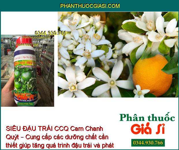 SIÊU ĐẬU TRÁI CCQ Cam Chanh Quýt – Tăng Đậu Trái - Chống Rụng Tối Đa