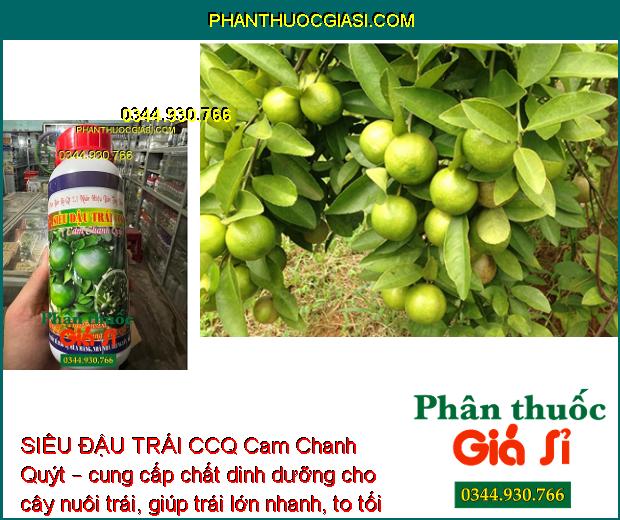 SIÊU ĐẬU TRÁI CCQ Cam Chanh Quýt – Tăng Đậu Trái - Chống Rụng Tối Đa