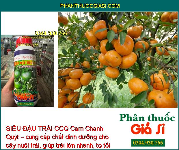 SIÊU ĐẬU TRÁI CCQ Cam Chanh Quýt – Tăng Đậu Trái - Chống Rụng Tối Đa