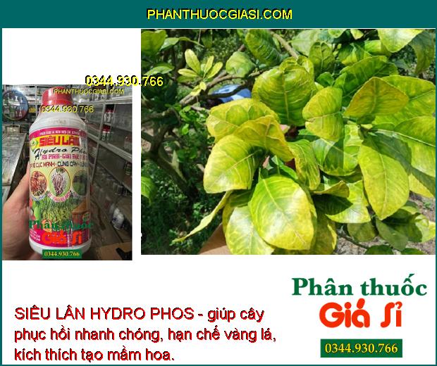 SIÊU LÂN HYDRO PHOS - Hạ Phèn Giải Độc Hữu Cơ - Ra Rễ Mạnh - Cây Khỏe