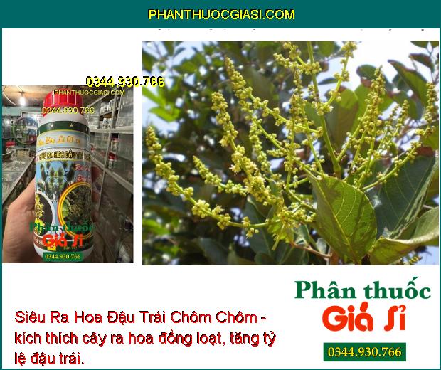 Siêu Ra Hoa Đậu Trái Chôm Chôm- Phân Hóa Mầm Hoa- Mát Bông- Dưỡng Trái