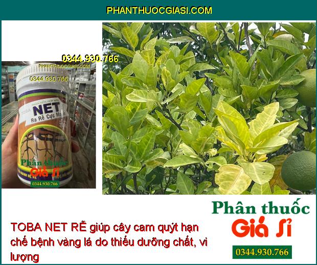 TOBA NET RỄ – KÍCH THÍCH RA RỄ CỰC MẠNH CHO CÂY TRỒNG