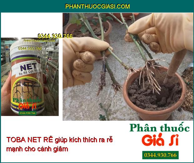 TOBA NET RỄ – KÍCH THÍCH RA RỄ CỰC MẠNH CHO CÂY TRỒNG