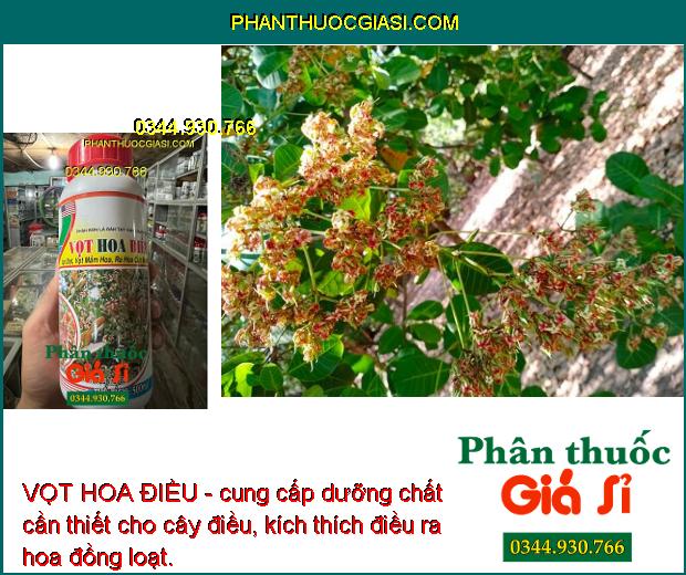 VỌT HOA ĐIỀU- Ra Hoa Cực Mạnh - Chống Nghẹt Bông - Tăng Đậu Trái 