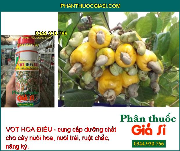 VỌT HOA ĐIỀU- Ra Hoa Cực Mạnh - Chống Nghẹt Bông - Tăng Đậu Trái 