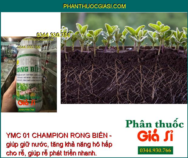 YMC 01 CHAMPION RONG BIỂN - Dưỡng Hoa - Mát Bông - Tăng Đậu Trái