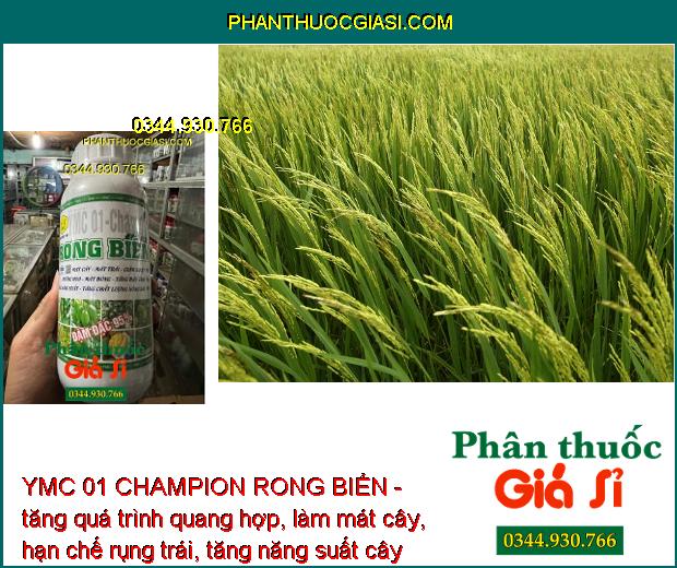 YMC 01 CHAMPION RONG BIỂN - Dưỡng Hoa - Mát Bông - Tăng Đậu Trái