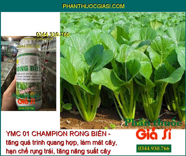 YMC 01 CHAMPION RONG BIỂN - Dưỡng Hoa - Mát Bông - Tăng Đậu Trái