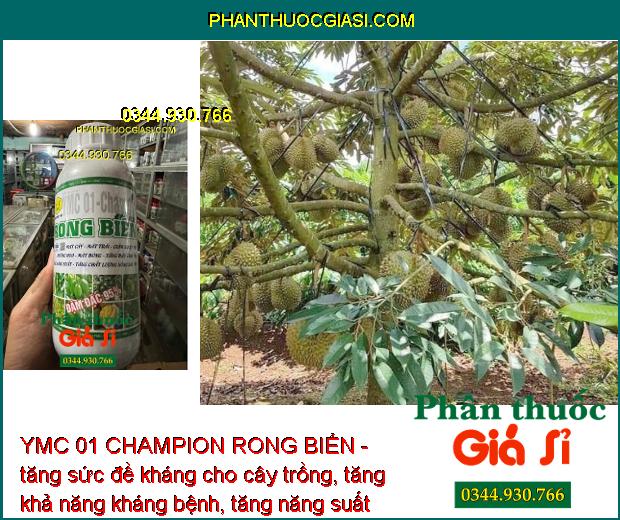 YMC 01 CHAMPION RONG BIỂN - Dưỡng Hoa - Mát Bông - Tăng Đậu Trái