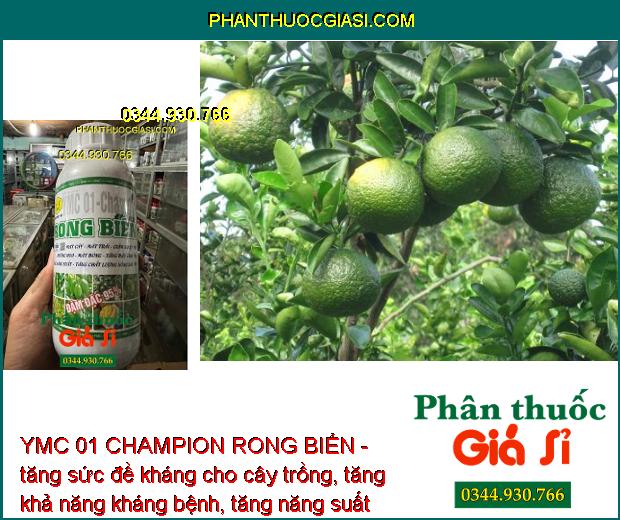 YMC 01 CHAMPION RONG BIỂN - Dưỡng Hoa - Mát Bông - Tăng Đậu Trái