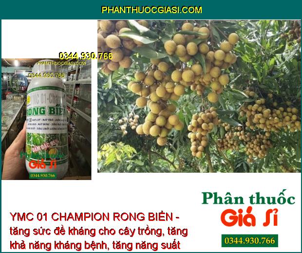 YMC 01 CHAMPION RONG BIỂN - Dưỡng Hoa - Mát Bông - Tăng Đậu Trái