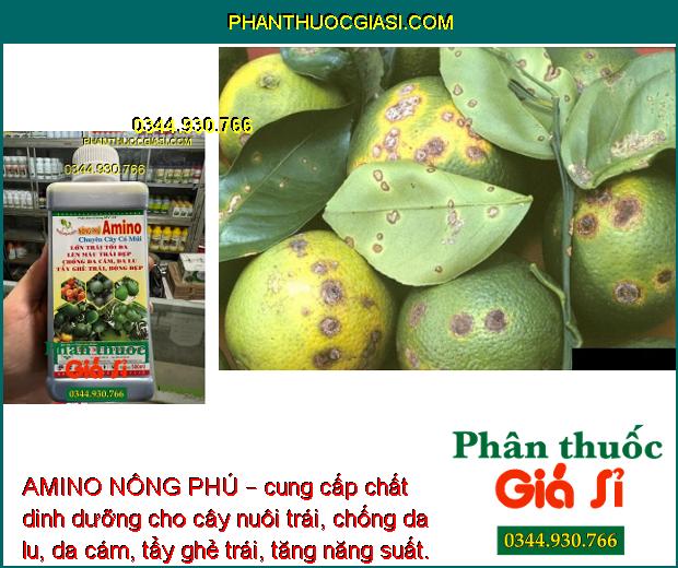 AMINO NÔNG PHÚ – Lớn Trái -  Tẩy Ghẻ Trái -  Bóng Đẹp – Chuyên Cây Có Múi