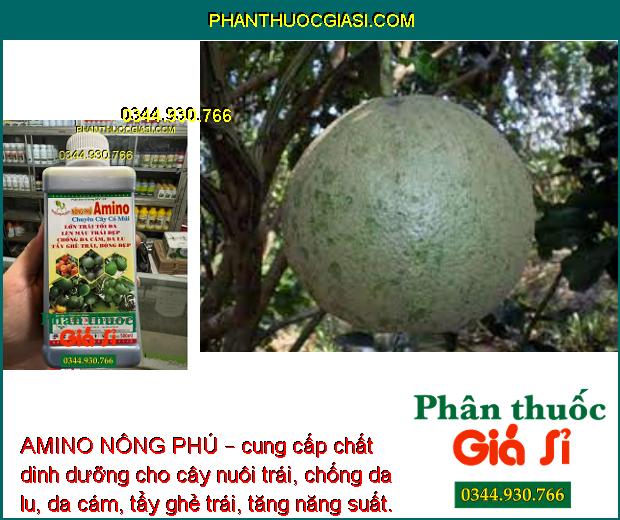 AMINO NÔNG PHÚ – Lớn Trái -  Tẩy Ghẻ Trái -  Bóng Đẹp – Chuyên Cây Có Múi