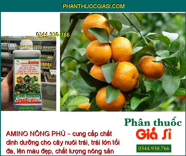 AMINO NÔNG PHÚ – Lớn Trái -  Tẩy Ghẻ Trái -  Bóng Đẹp – Chuyên Cây Có Múi