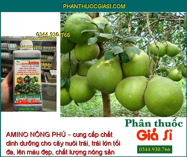 AMINO NÔNG PHÚ – Lớn Trái -  Tẩy Ghẻ Trái -  Bóng Đẹp – Chuyên Cây Có Múi