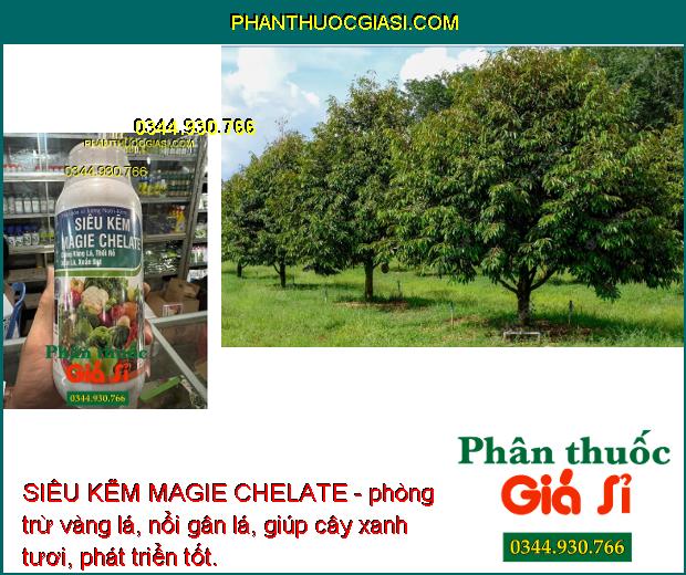 SIÊU KẼM MAGIE CHELATE - Chống Vàng Lá - Thối Rễ - Xoắn lá - Xoắn Đọt