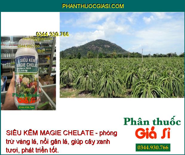 SIÊU KẼM MAGIE CHELATE - Chống Vàng Lá - Thối Rễ - Xoắn lá - Xoắn Đọt