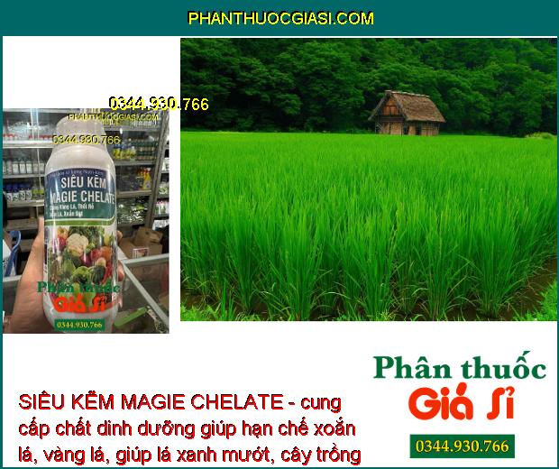 SIÊU KẼM MAGIE CHELATE - Chống Vàng Lá - Thối Rễ - Xoắn lá - Xoắn Đọt