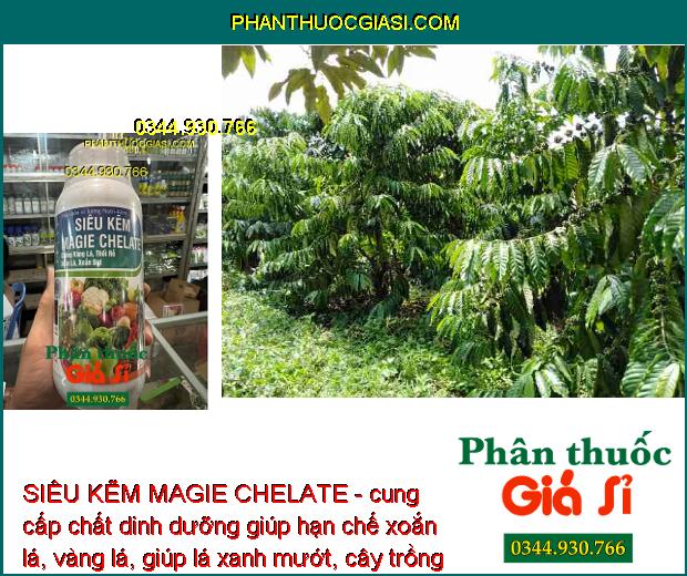 SIÊU KẼM MAGIE CHELATE - Chống Vàng Lá - Thối Rễ - Xoắn lá - Xoắn Đọt