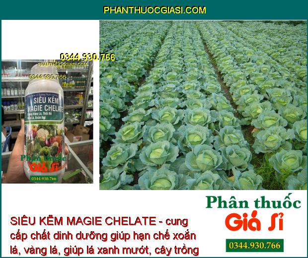 SIÊU KẼM MAGIE CHELATE - Chống Vàng Lá - Thối Rễ - Xoắn lá - Xoắn Đọt