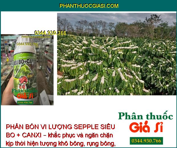 PHÂN BÓN VI LƯỢNG SEPPLE SIÊU BO+CANXI – CHỐNG KHÔ BÔNG - RỤNG BÔNG - NỨT THÂN - NỨT TRÁI