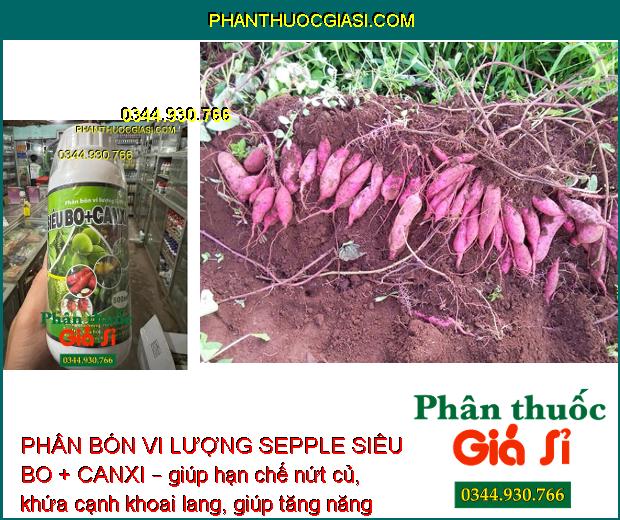 PHÂN BÓN VI LƯỢNG SEPPLE SIÊU BO+CANXI – CHỐNG KHÔ BÔNG - RỤNG BÔNG - NỨT THÂN - NỨT TRÁI