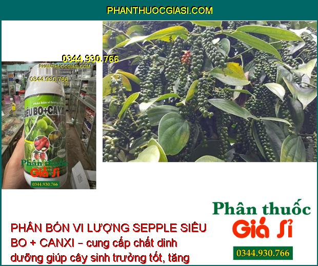 PHÂN BÓN VI LƯỢNG SEPPLE SIÊU BO+CANXI – CHỐNG KHÔ BÔNG - RỤNG BÔNG - NỨT THÂN - NỨT TRÁI