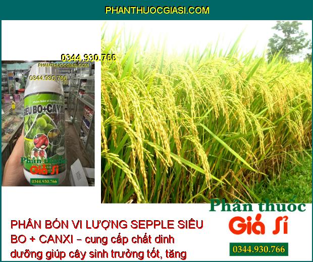 PHÂN BÓN VI LƯỢNG SEPPLE SIÊU BO+CANXI – CHỐNG KHÔ BÔNG - RỤNG BÔNG - NỨT THÂN - NỨT TRÁI