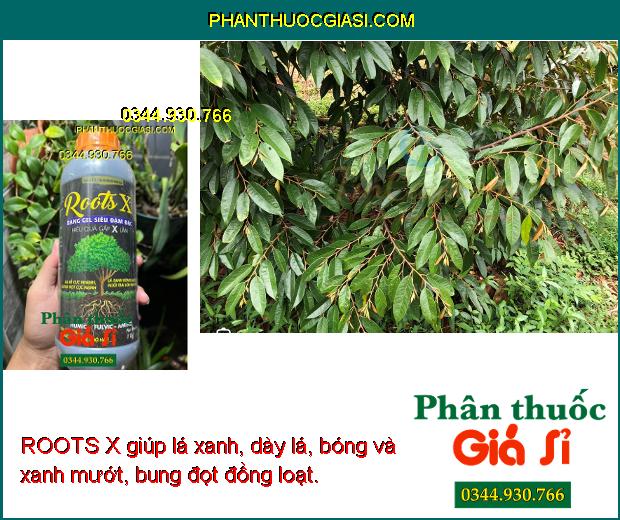 ROOTS X giúp cung cấp đầy đủ dinh dưỡng cho bộ rễ phát triển khỏe mạnh.