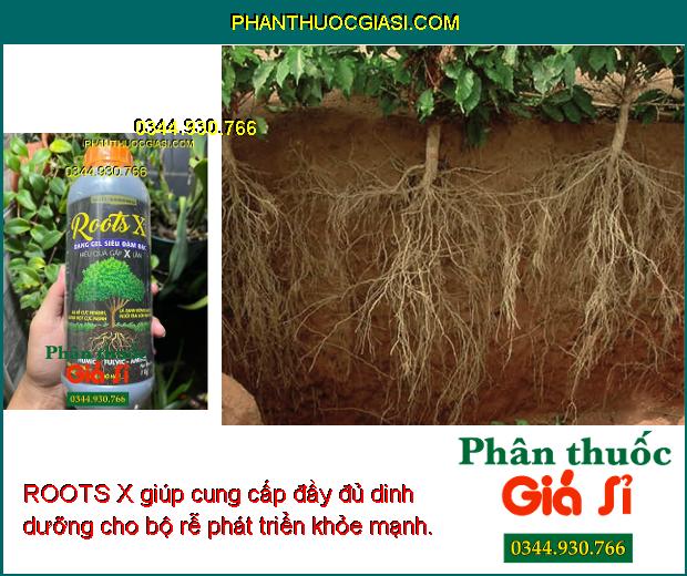 ROOTS X giúp cung cấp đầy đủ dinh dưỡng cho bộ rễ phát triển khỏe mạnh.