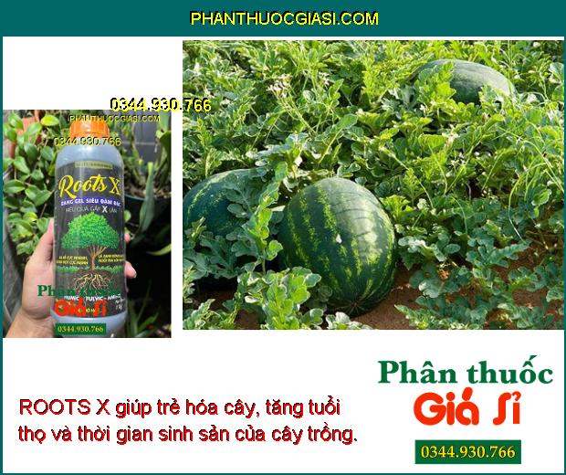 ROOTS X giúp cung cấp đầy đủ dinh dưỡng cho bộ rễ phát triển khỏe mạnh.