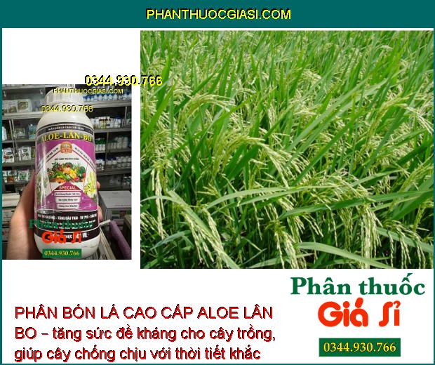 PHÂN BÓN LÁ CAO CẤP ALOE LÂN BO – KÍCH TRỔ BÔNG - TĂNG ĐẬU TRÁI