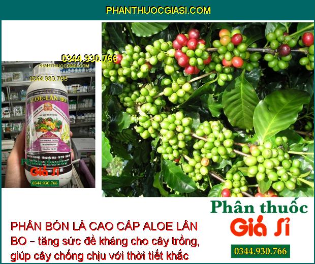 PHÂN BÓN LÁ CAO CẤP ALOE LÂN BO – KÍCH TRỔ BÔNG - TĂNG ĐẬU TRÁI