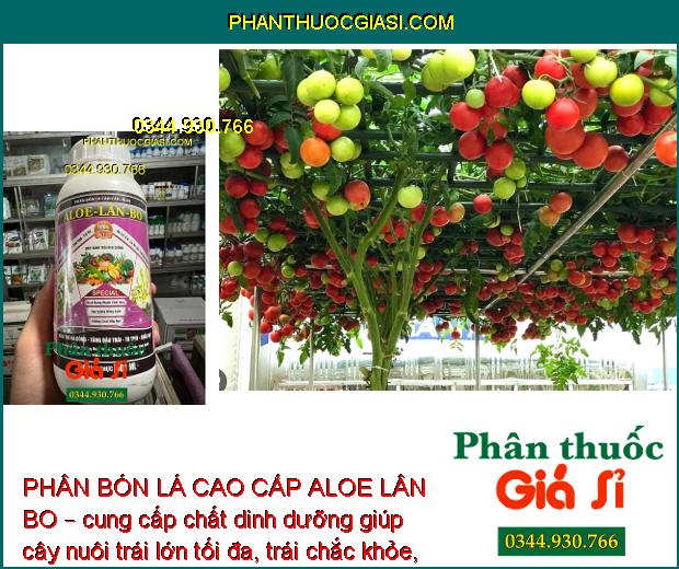 PHÂN BÓN LÁ CAO CẤP ALOE LÂN BO – KÍCH TRỔ BÔNG - TĂNG ĐẬU TRÁI