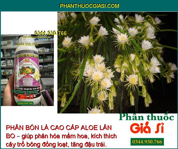 PHÂN BÓN LÁ CAO CẤP ALOE LÂN BO – KÍCH TRỔ BÔNG - TĂNG ĐẬU TRÁI