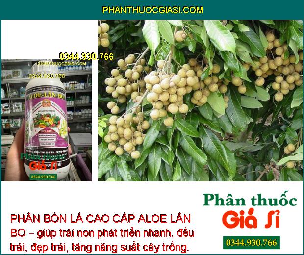 PHÂN BÓN LÁ CAO CẤP ALOE LÂN BO – KÍCH TRỔ BÔNG - TĂNG ĐẬU TRÁI