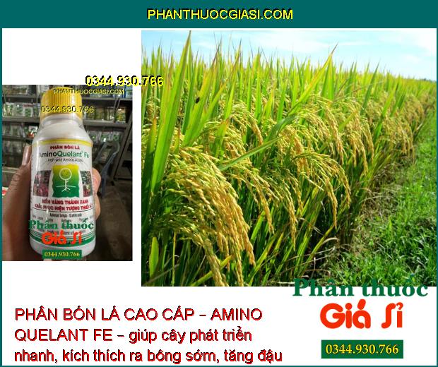 PHÂN BÓN LÁ CAO CẤP – AMINO QUELANT FE – Bổ Sung Sắt - Khắc Phục Bệnh Vàng Lá 