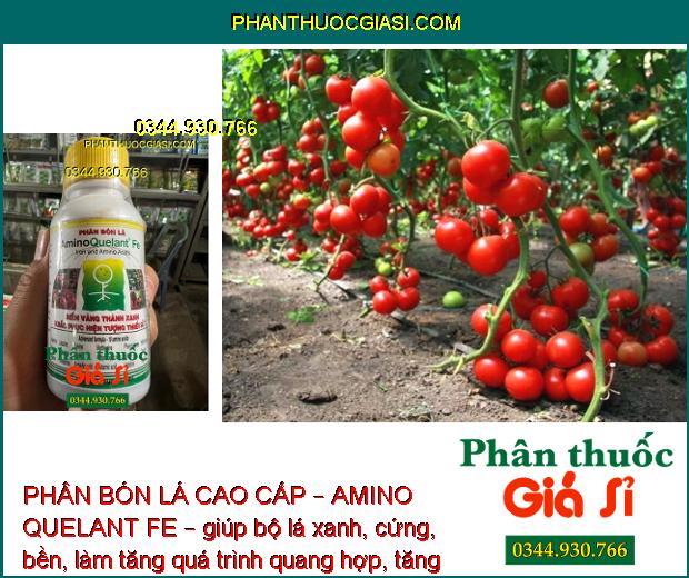 PHÂN BÓN LÁ CAO CẤP – AMINO QUELANT FE – Bổ Sung Sắt - Khắc Phục Bệnh Vàng Lá 