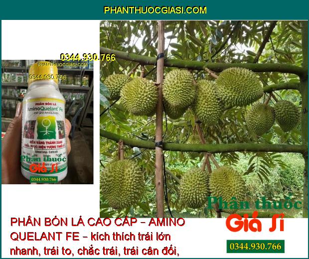 PHÂN BÓN LÁ CAO CẤP – AMINO QUELANT FE – Bổ Sung Sắt - Khắc Phục Bệnh Vàng Lá 