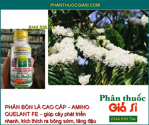 PHÂN BÓN LÁ CAO CẤP – AMINO QUELANT FE – Bổ Sung Sắt - Khắc Phục Bệnh Vàng Lá 