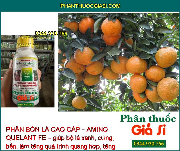 PHÂN BÓN LÁ CAO CẤP – AMINO QUELANT FE – Bổ Sung Sắt - Khắc Phục Bệnh Vàng Lá 