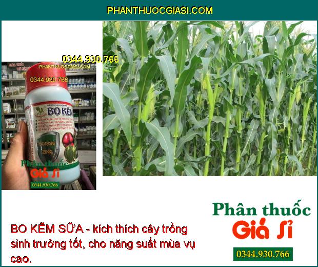 BO KẼM SỮA - Thúc Đẩy Sinh Trưởng - Tăng Hấp Thu - Hạn Chế Rụng Hoa Và Trái Non