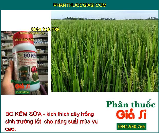 BO KẼM SỮA - Thúc Đẩy Sinh Trưởng - Tăng Hấp Thu - Hạn Chế Rụng Hoa Và Trái Non