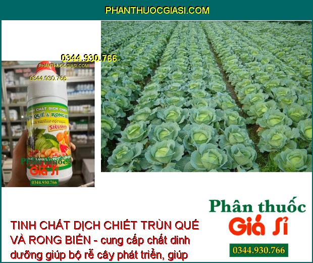 TINH CHẤT DỊCH CHIẾT TRÙN QUẾ VÀ RONG BIỂN - Phát Triển Rễ - Thúc Ra Hoa - Đậu Trái Nhiều