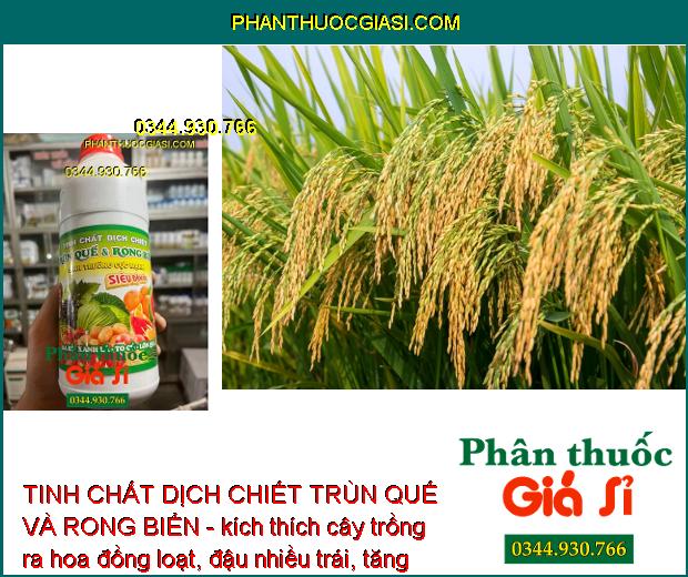 TINH CHẤT DỊCH CHIẾT TRÙN QUẾ VÀ RONG BIỂN - Phát Triển Rễ - Thúc Ra Hoa - Đậu Trái Nhiều