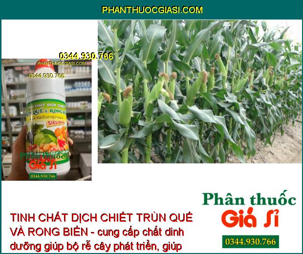 TINH CHẤT DỊCH CHIẾT TRÙN QUẾ VÀ RONG BIỂN - Phát Triển Rễ - Thúc Ra Hoa - Đậu Trái Nhiều