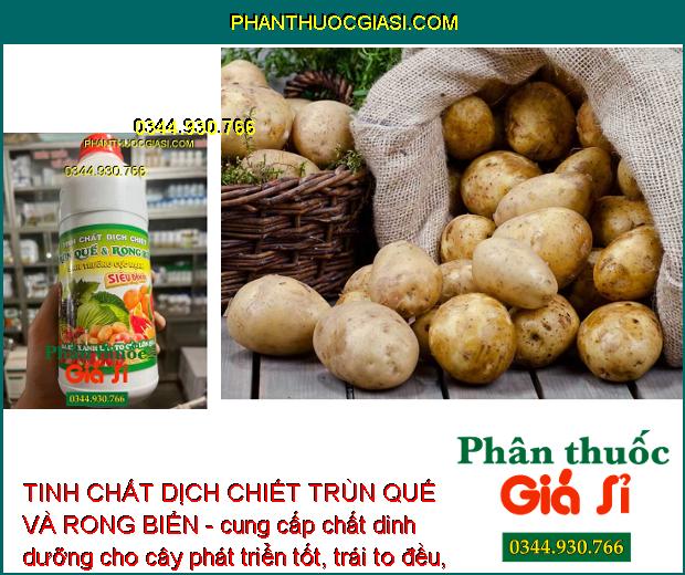 TINH CHẤT DỊCH CHIẾT TRÙN QUẾ VÀ RONG BIỂN - Phát Triển Rễ - Thúc Ra Hoa - Đậu Trái Nhiều