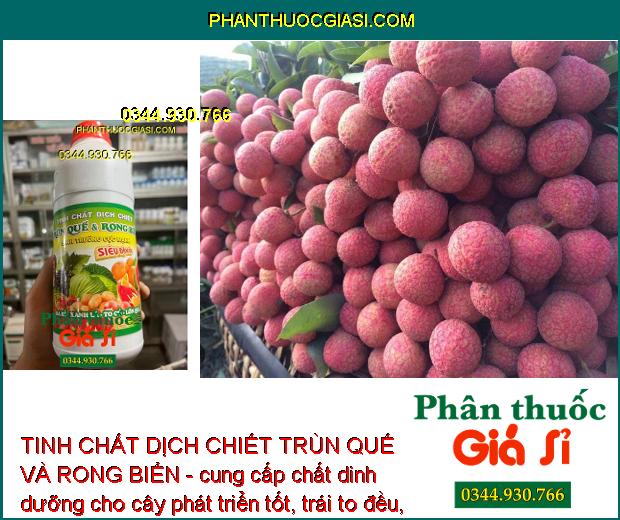 TINH CHẤT DỊCH CHIẾT TRÙN QUẾ VÀ RONG BIỂN - Phát Triển Rễ - Thúc Ra Hoa - Đậu Trái Nhiều