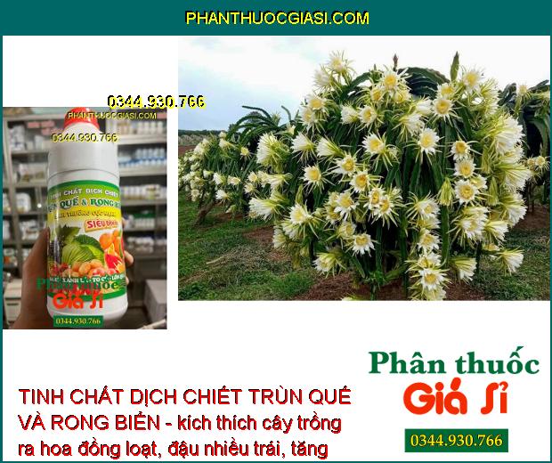 TINH CHẤT DỊCH CHIẾT TRÙN QUẾ VÀ RONG BIỂN - Phát Triển Rễ - Thúc Ra Hoa - Đậu Trái Nhiều